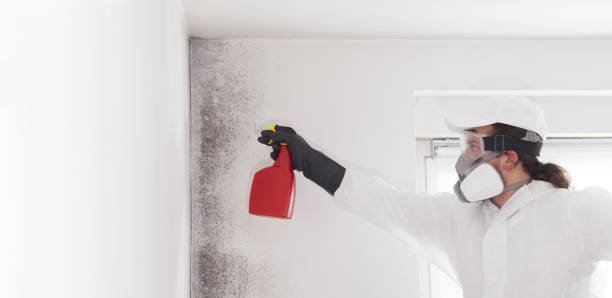 Best Toxic Mold Removal  in Bella Vista, AR