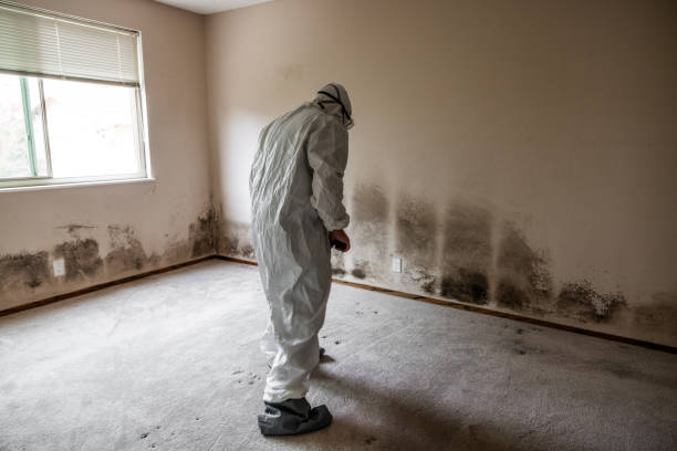 Best Mold Damage Repair  in Bella Vista, AR