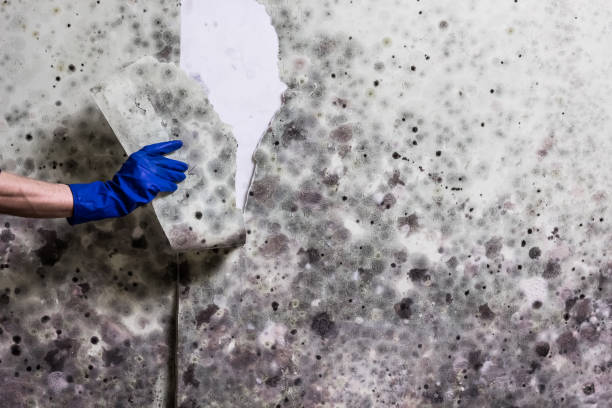 Best Emergency Mold Removal  in Bella Vista, AR