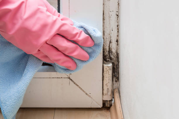 Best Mold Remediation  in Bella Vista, AR